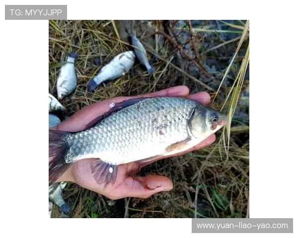 从零起步掌握网球技巧与战术的全面指南与实战经验分享